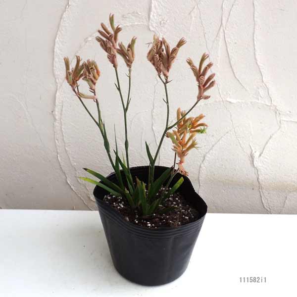 園芸ネット本店｜カンガルーポー：レインボーフラッシュ5号鉢植え の
