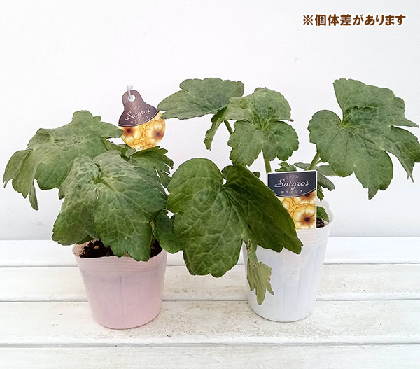 園芸ネット本店｜ラナンキュラス：ラックス3種セット／サティロス