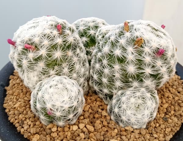 園芸ネット本店｜マミラリア：姫春星（ひめはるぼし）3号 の通販【公式】