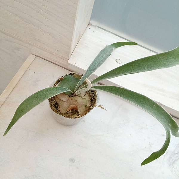 園芸ネット本店｜ビカクシダ（コウモリラン）： ベイチー アーバン