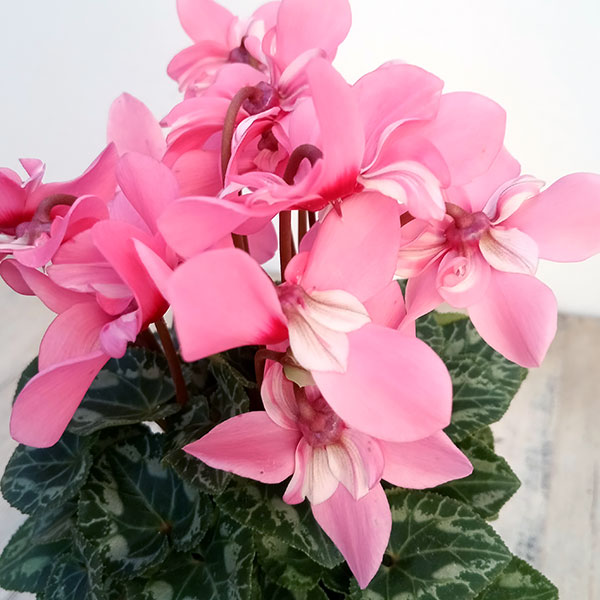 園芸ネット本店｜シクラメン：スーパージックスピンク3号ポット の通販