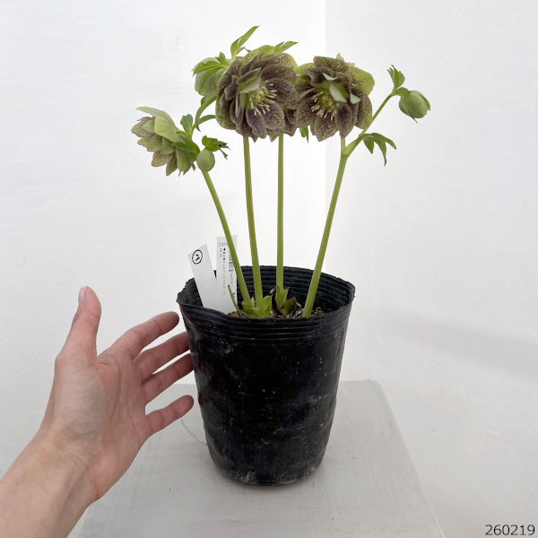 園芸ネット本店｜高正園さんのクリスマスローズ：26-02ダブル／4.5号