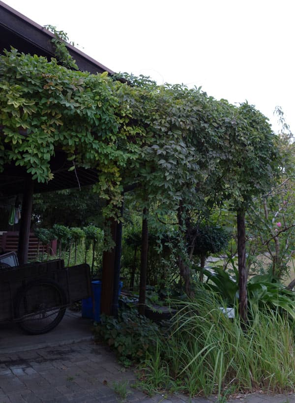 園芸ネット本店｜長尺つるもの：アケビ五葉 5号ポット長さ1.3～1.5m の