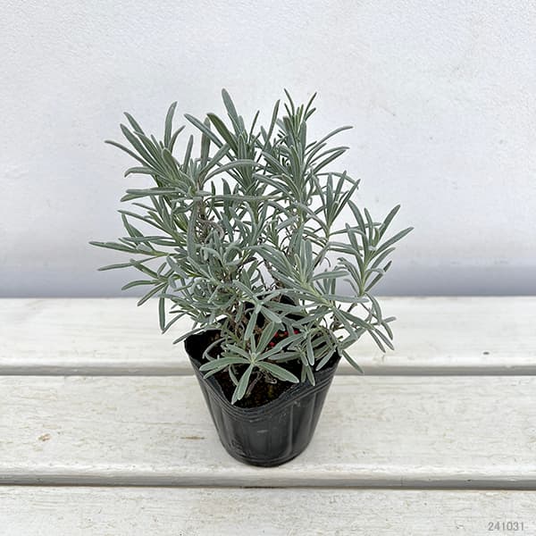 園芸ネット本店｜ラベンダー（ラバンディン系）：アラビアンナイト3号