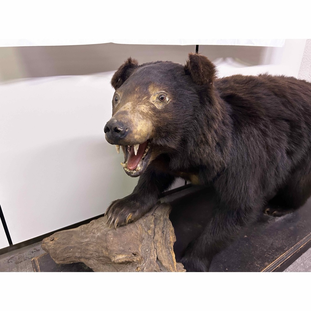 直接取引限定 熊の置物 剥製？ はく製？ 約1.5メートル 写真参照の通販