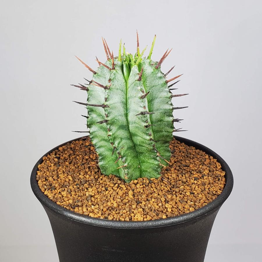 ユーフォルビア・ホリダ 9cm鉢 : カクタス長田 Yahoo!ショッピング店