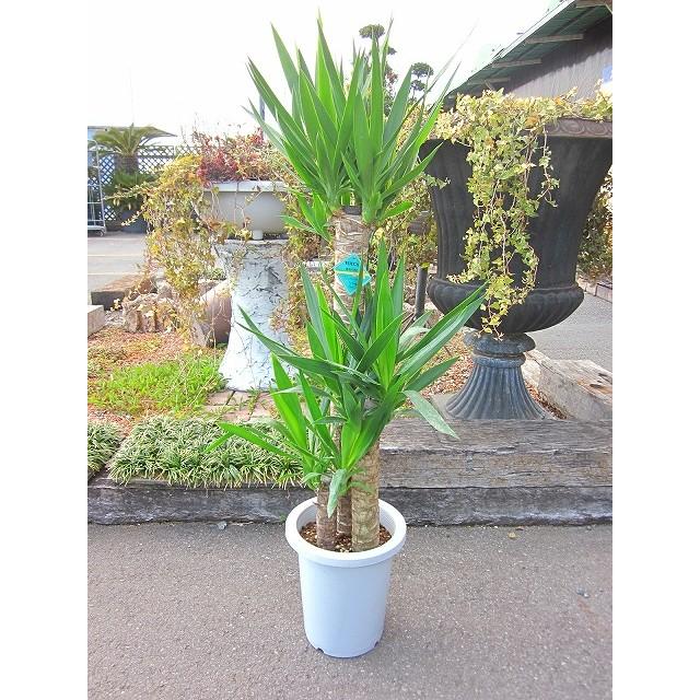 ユッカ・エレファンティペス 8号 観葉植物 インテリア 青年の木