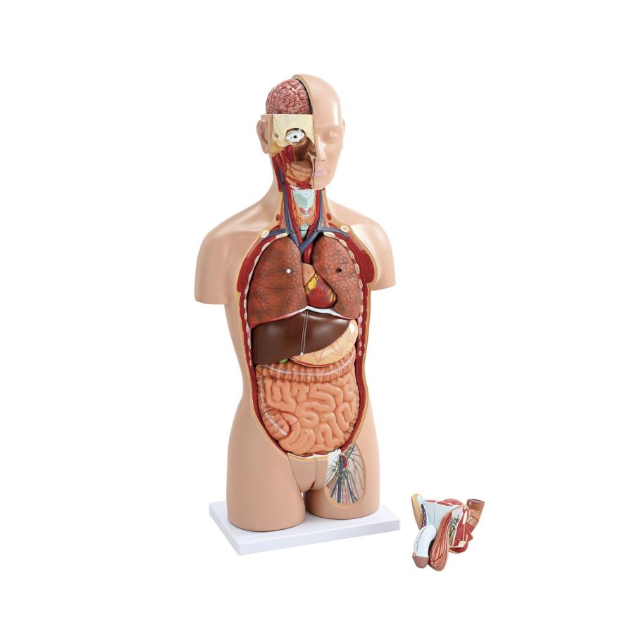 人体解剖模型 YTU-27 : 学林舎 - 通販 - Yahoo!ショッピング