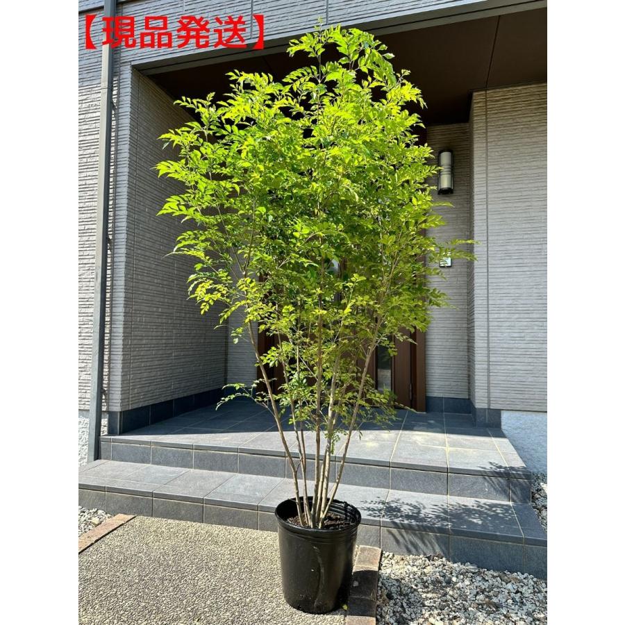 現品発送 シマトネリコ 10号 樹高2.0m-2.2m(鉢底から) 株立 シンボル