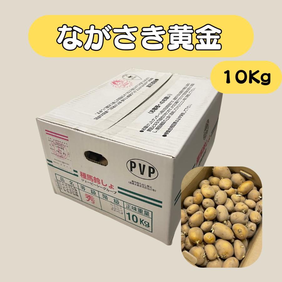 10Kg 種芋 ながさき黄金 混玉 ジャガイモ PVP じゃがいも 栽培用 秋