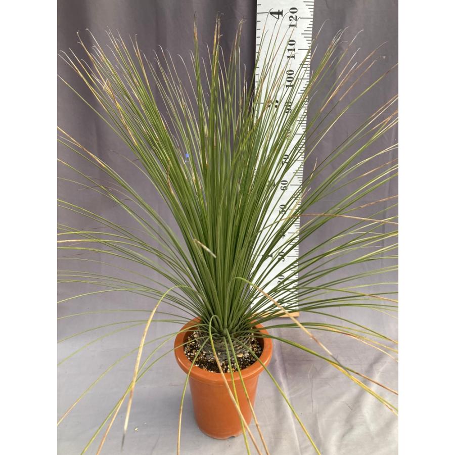 ダシリリオン・ロンギシマム ドライガーデン 10号鉢 送料無料 : 日本