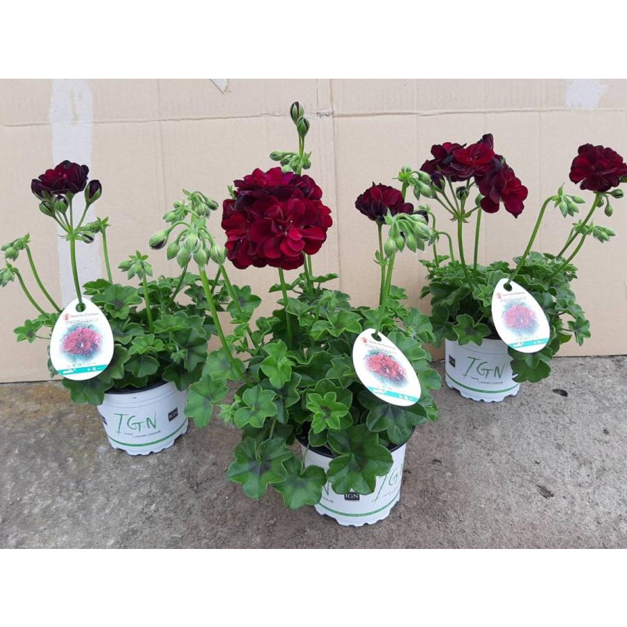 アイビーゼラニウム 'トミー' （ハーブ苗）シビルシリーズ 11cm