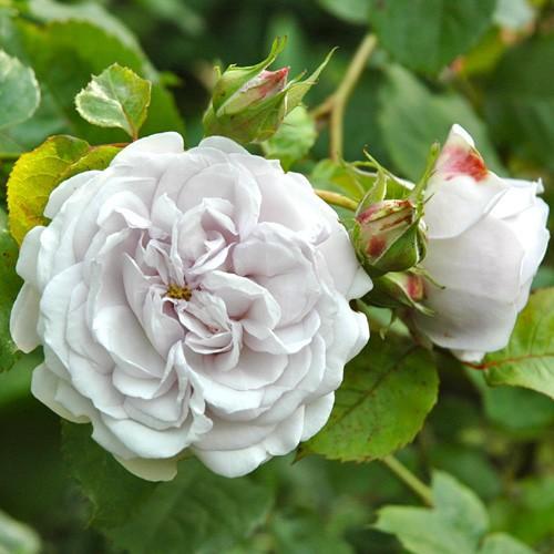 グリゼリ（バラ苗：ドミニク・マサド） 大苗 《契約品種》 : 大神