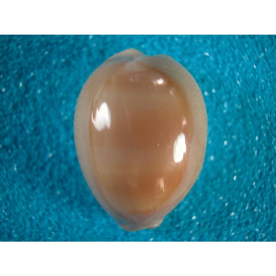 クロハラダカラ : 貝殻ストア - 通販 - Yahoo!ショッピング