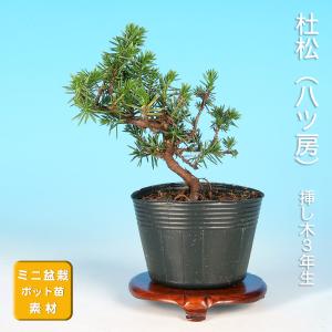 苗：伊勢杜松*いせとしょう/イセトショウ : 遊恵盆栽 Yahoo!店 - 通販