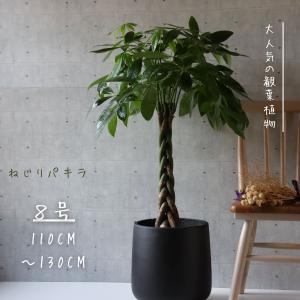 観葉植物 パキラ ねじねじ 8号 : 花の助 - 通販 - Yahoo!ショッピング