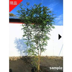 現品発送 シマトネリコ 10号 樹高2.0m-2.2m(鉢底から) 株立 シンボル