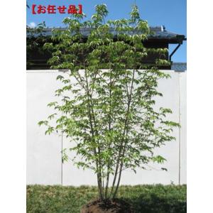 現品発送 シマトネリコ 株立ち 樹高1.9-2.1m(根鉢含まず) 苗木 苗