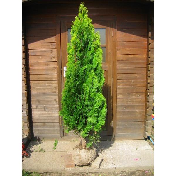 エレガンテシマ 樹高1.5m前後 露地苗 シンボルツリー 常緑樹