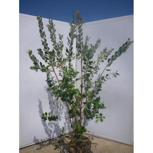 daifukujyubyou_fei20k