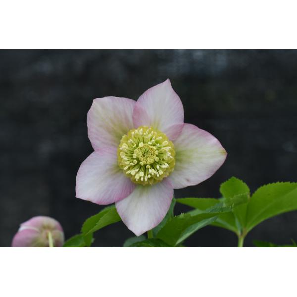 クリスマスローズ開花株 SDソフトピンクモーリー 026 現品限り : 金井