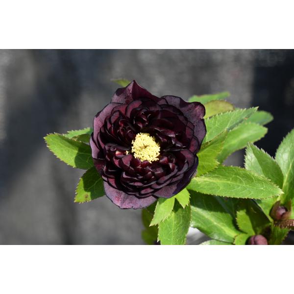 クリスマスローズ開花株 DDダークローズ（認定ラベル有ります） 100