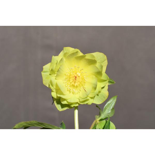 クリスマスローズ開花株 DDメロンゴールド 508 現品限り : 金井園芸