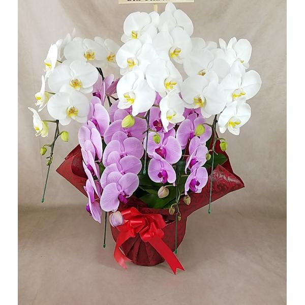 豪華胡蝶蘭 大輪2色紅白ミックス 5本立ち（53輪以上・つぼみ含む) 送料