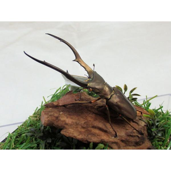 メタリフェル ホソアカクワガタ♂79（ジオラマ標本） : オオクワ京都