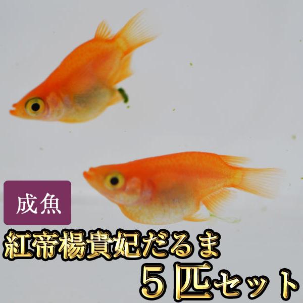 メダカ / 紅帝楊貴妃だるまめだか 5匹セット : めだか物語ヤフー