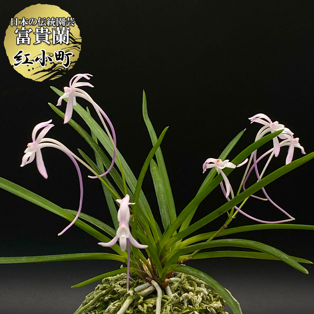 富貴蘭 – Jewelry Plant online