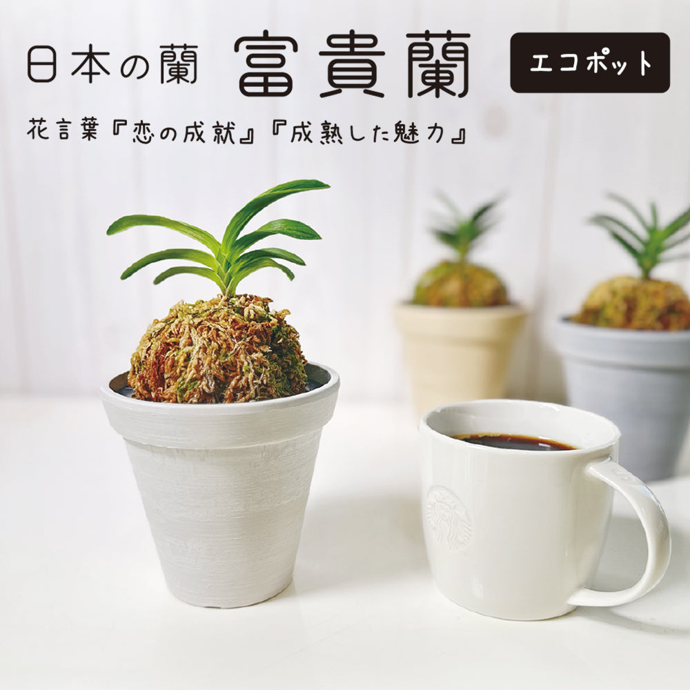 宝石のような観葉植物のお店 【Jewelry Plant】 富貴蘭 風蘭 蘭