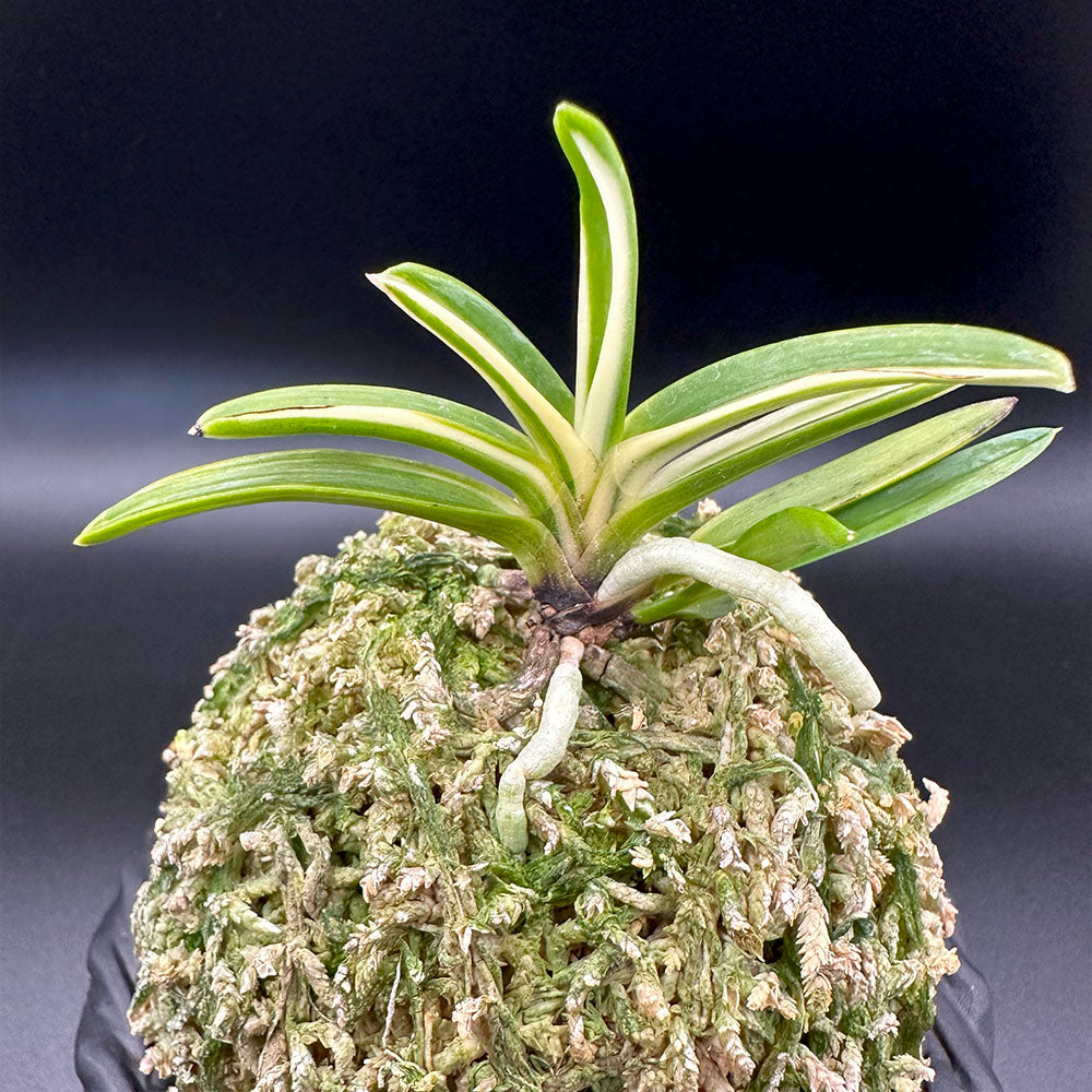 宝石のような観葉植物のお店 【Jewelry Plant】 富貴蘭 朱天王白縞