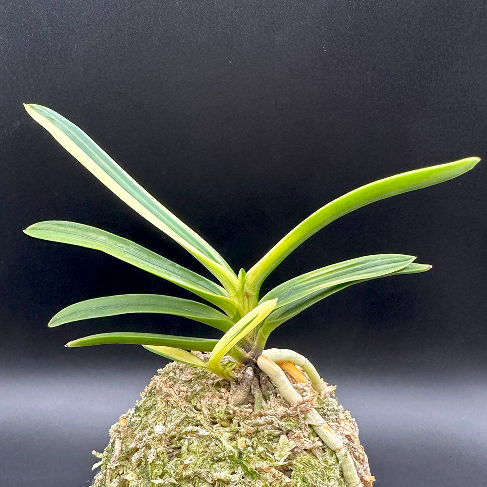 宝石のような観葉植物のお店 【Jewelry Plant】 富貴蘭 白牡丹 は