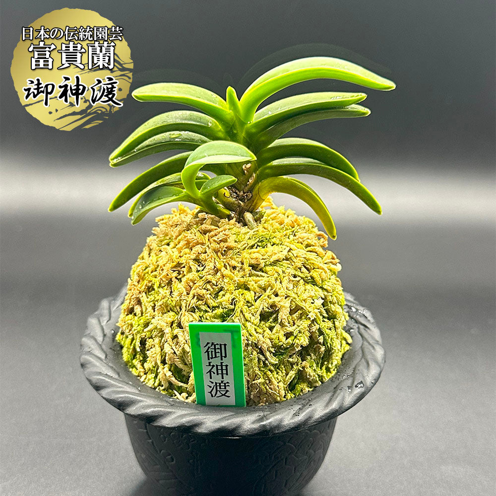 宝石のような観葉植物のお店 【Jewelry Plant】 富貴蘭 紀州緑風 4本立