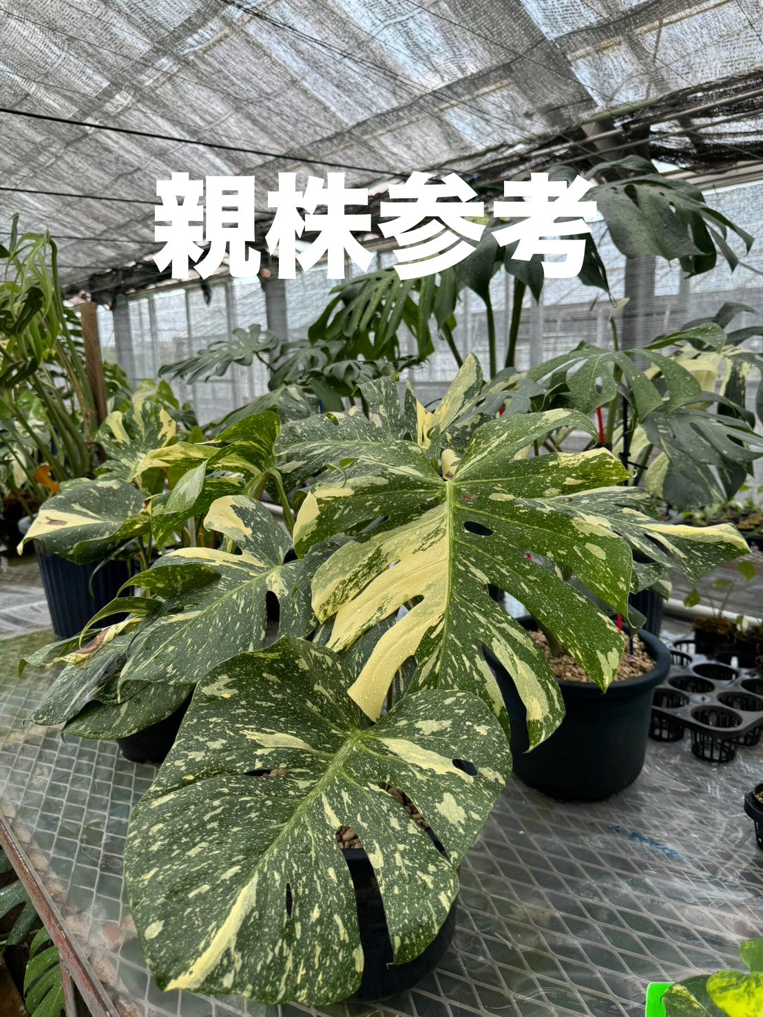 厳選斑入り】モンステラ デリシオーサ タイコンステレーション 希少種