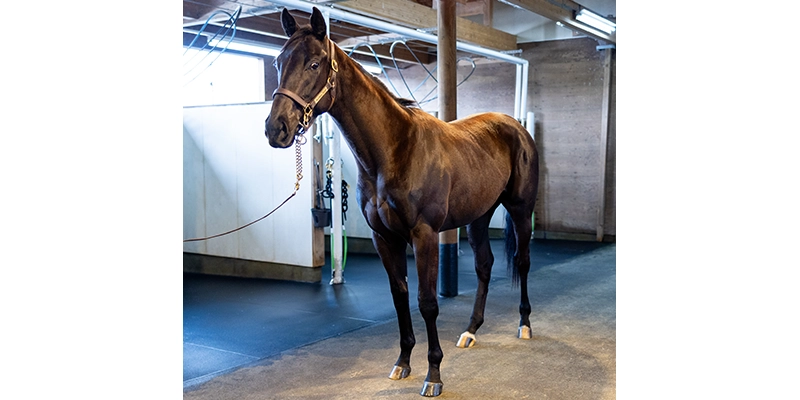 ノーザンファーム早来 厩舎リポート｜2歳馬牧場リポート2025春｜競馬