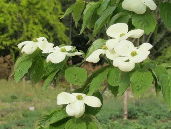 ハナミズキ園芸品種