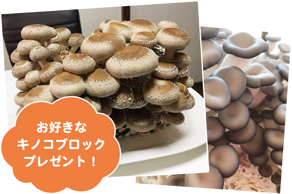 きのこ専門 kinoko-Ten キノコテン | しいたけ栽培キット販売・西宮市