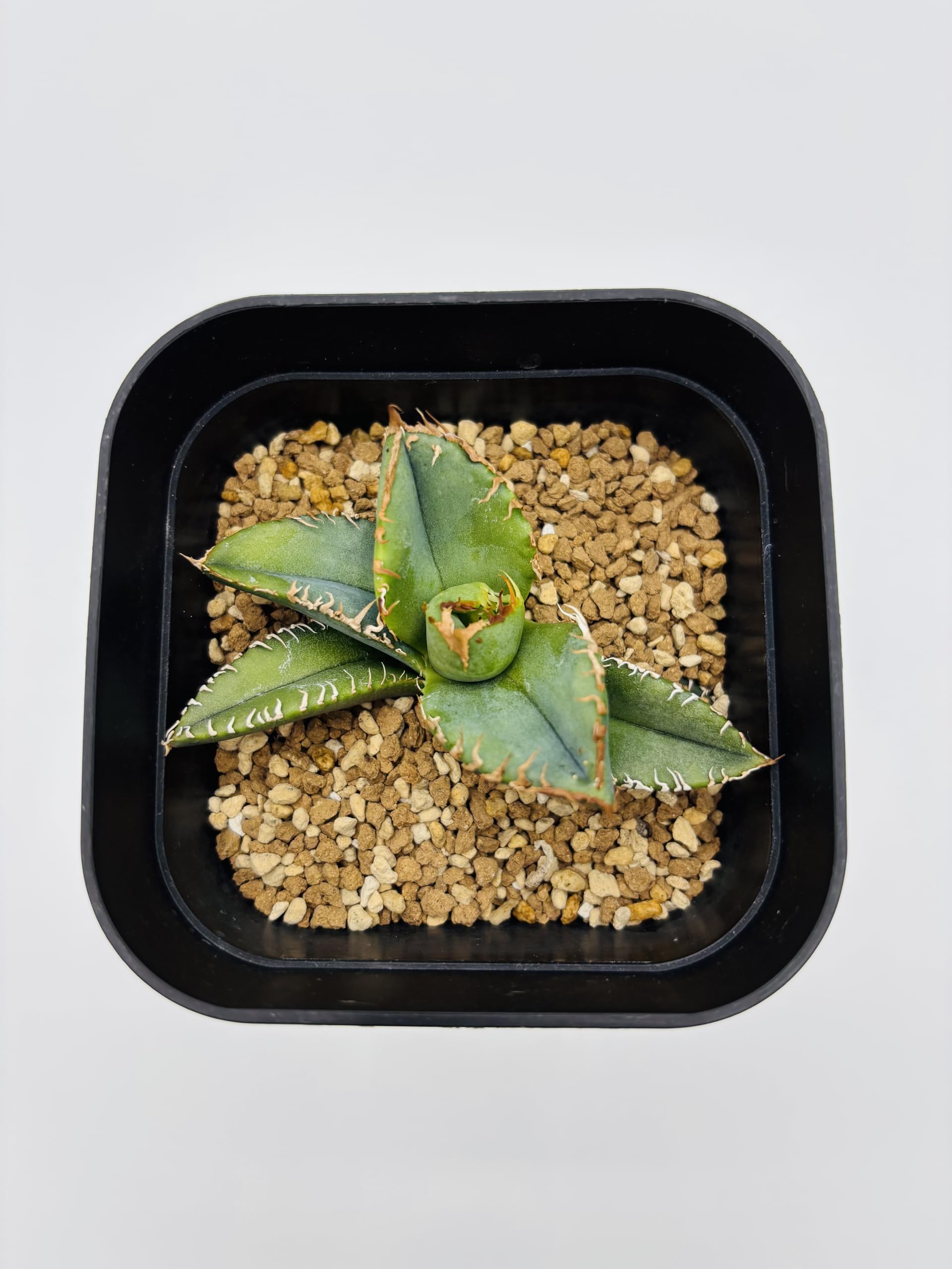 Amazon｜アガベ チタノタ 麻花龍/Agave titanota 'Ma Hua Long'/観葉