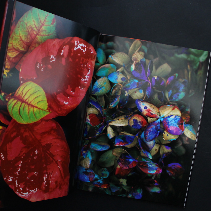 色情花（Signed & Print A) - 荒木 経惟 / Nobuyoshi Araki