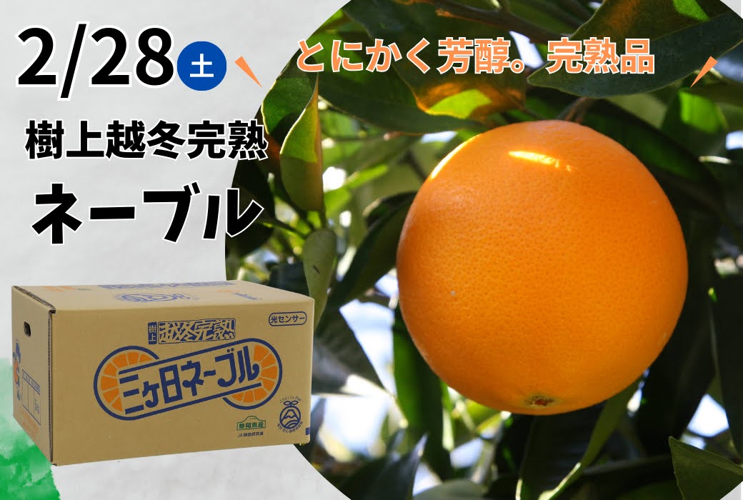 News&Topics｜2/28 9：00～11：00 直売所で濃蜜青島の試食会JAみっかび