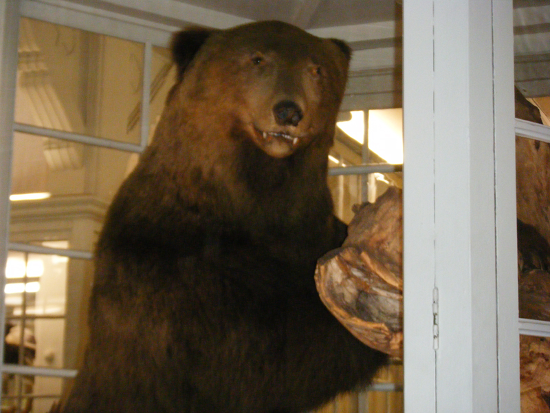 ヒグマ4大事件の剥製はどこへ – ヒグマ研究室