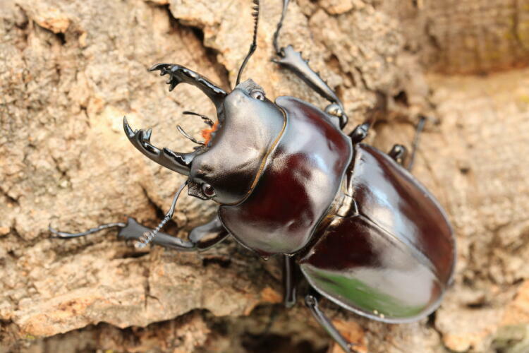 原名亜種ヤエヤママルバネクワガタ64㎜【大型】 原名亜種ヤエヤマ