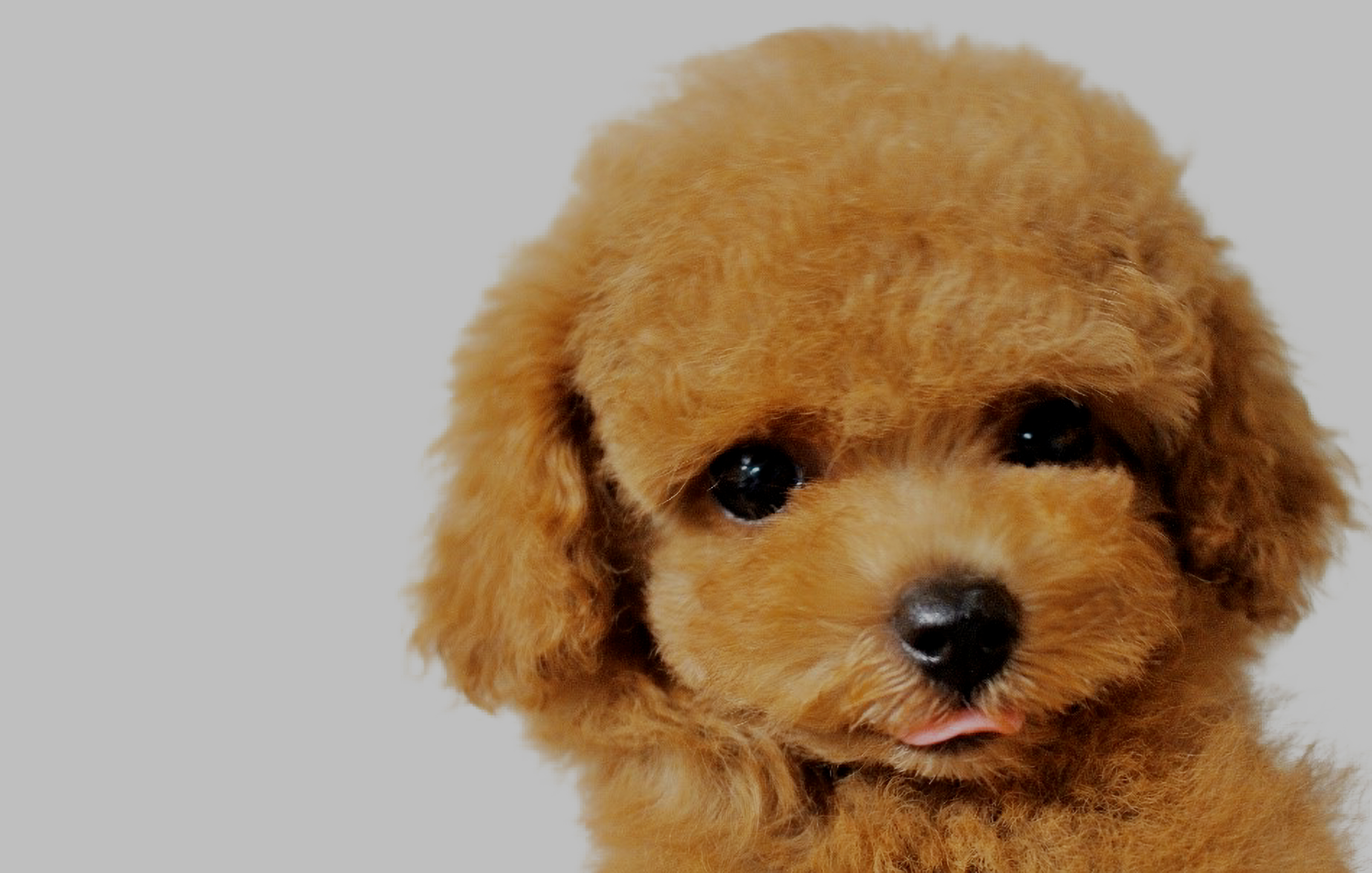 トイプードル仔犬専門店 One Pooh 茨城県坂東市