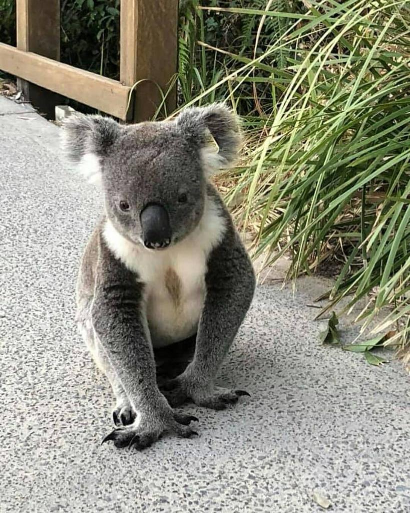 🐨#コアラ は見た！👀／ #QLD 屈指の #サーフタウン で、美食の町でも