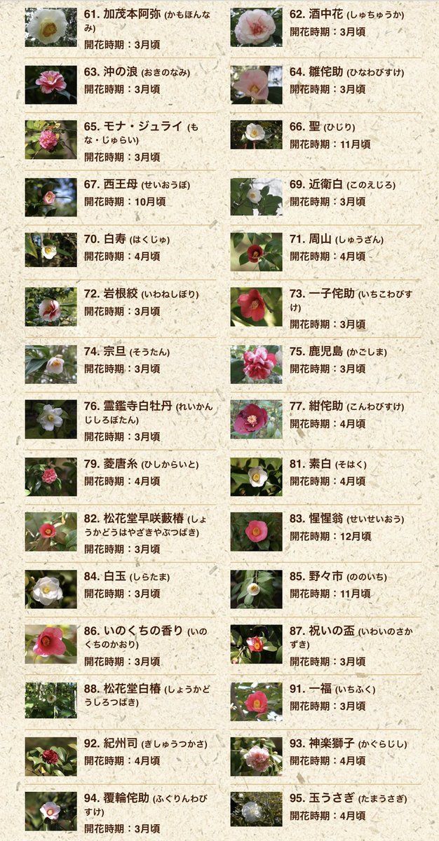 椿の品種名、ぜんぶ斬魄刀ですごい