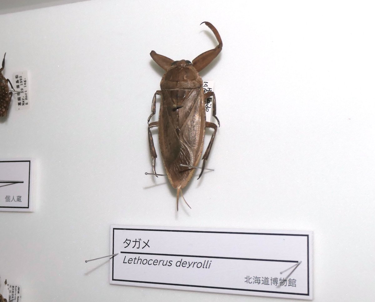 もっと! #あっちこっち湿地 水辺の王者タガメ】 北海道の湿地で