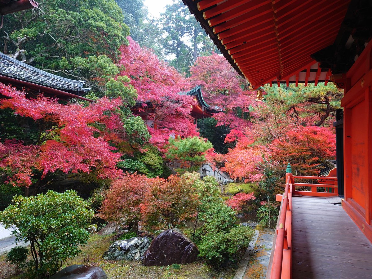 2025/11/25 雨で静かな毘沙門堂。 紅葉はますます赤みが増して、秋が