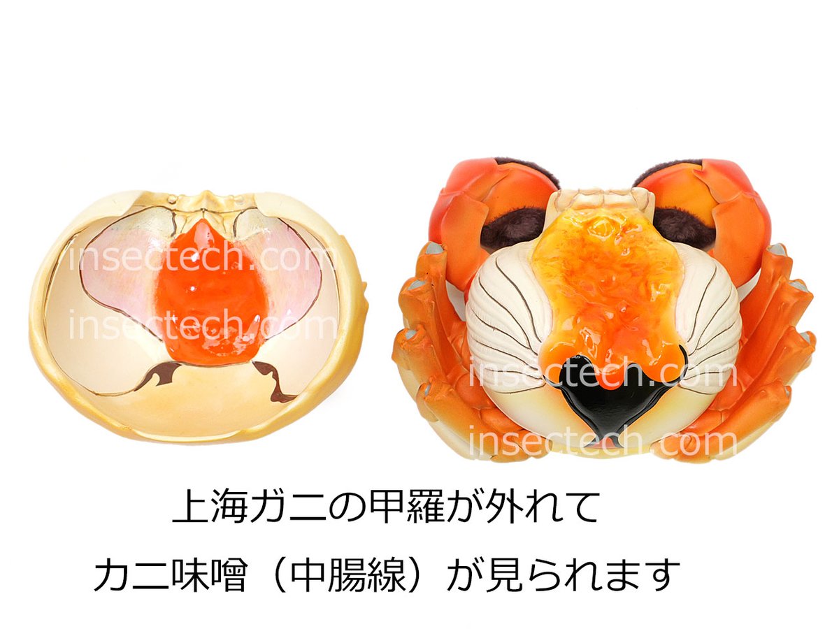 只今より1体限定】 動物の惑星 フィギュア 動物星雲社長様サイン入り